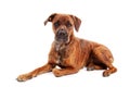 Boxer dog in front of white background Royalty Free Stock Photo