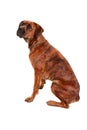 Boxer dog in front of white background Royalty Free Stock Photo