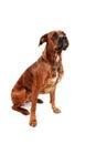 Boxer dog in front of white background Royalty Free Stock Photo