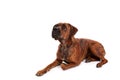 Boxer dog in front of white background Royalty Free Stock Photo