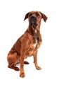 Boxer dog in front of white background Royalty Free Stock Photo