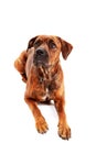 Boxer dog in front of white background Royalty Free Stock Photo