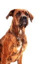 Boxer dog in front of white background Royalty Free Stock Photo