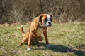 Boxer dog on the grass Royalty Free Stock Photo