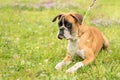 Boxer dog in the green field Royalty Free Stock Photo