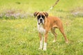 Boxer dog in the green field Royalty Free Stock Photo