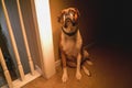 Boxer dog inside home looking sad sitting down on floor Royalty Free Stock Photo