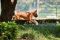 Boxer dog jumping over green bush in public park, outdoor walking with adult pet Royalty Free Stock Photo