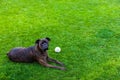 Boxer dog laying on a grass Royalty Free Stock Photo