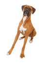 Boxer Dog With Legs Extended and Teeth Out Royalty Free Stock Photo