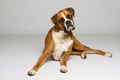 Boxer Dog Looking Curious Royalty Free Stock Photo