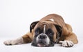 Boxer dog lying with his head on the floor on a white background Royalty Free Stock Photo