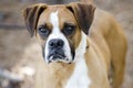 Boxer dog Royalty Free Stock Photo