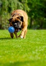 Boxer dog playing with ball