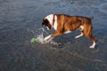 Boxer dog playing with ball in water