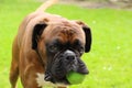 Boxer dog playing