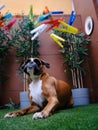 Boxer dog playing with colored clothespins