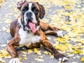 Boxer Dog Portrait Closeup In Park Royalty Free Stock Photo