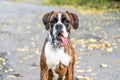 Boxer Dog Portrait Closeup In Park