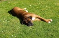 Boxer dog