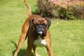 Boxer Dog