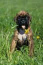 Boxer Dog, Pup with Dandelion in its Mouth Royalty Free Stock Photo
