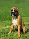 Boxer Dog, Pup sitting on Grass Royalty Free Stock Photo