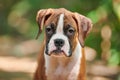 Boxer dog puppy face close up at outdoor park walking, green grass background, funny boxer dog face Royalty Free Stock Photo