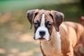 Boxer dog puppy face close up at outdoor park walking, green grass background, funny boxer dog face Royalty Free Stock Photo