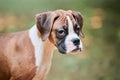 Boxer dog puppy face close up at outdoor park walking, green grass background, funny boxer dog face Royalty Free Stock Photo