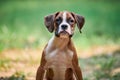 Boxer dog puppy face close up at outdoor park walking, green grass background, funny cute boxer dog face Royalty Free Stock Photo