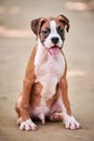 Boxer dog puppy full height portrait at outdoor park walking, footpath background Royalty Free Stock Photo