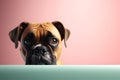 Boxer dog puppy peeking over pastel bright background. advertisement Royalty Free Stock Photo