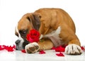 Boxer Dog Red Rose Royalty Free Stock Photo