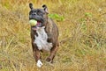 Boxer dog running with a ball in his mout HDR