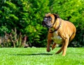 Boxer dog running over grass