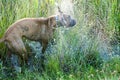 Boxer Dog running in swamp Royalty Free Stock Photo