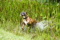 Boxer Dog running in swamp Royalty Free Stock Photo