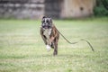 Boxer dog runs on green grass summer lawn outdoor park walking funny cute short haired boxer dog breed Royalty Free Stock Photo