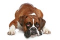 Boxer dog sad on a white background Royalty Free Stock Photo