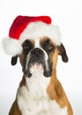 Boxer Dog in Santa Hat Royalty Free Stock Photo