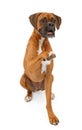 Boxer Dog Shaking Hands Royalty Free Stock Photo