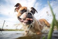 boxer dog shaking off water after fetch Royalty Free Stock Photo