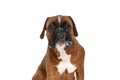 Boxer dog showing his teeth at the camera Royalty Free Stock Photo