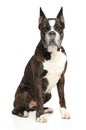 Boxer dog sits on a white background Royalty Free Stock Photo