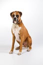 Boxer dog sitting Royalty Free Stock Photo