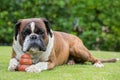 Boxer dog sitting on a green field, Italy Royalty Free Stock Photo