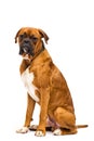 boxer dog sitting on isolated Royalty Free Stock Photo