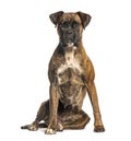 Boxer dog sitting and looking at camera on white background Royalty Free Stock Photo