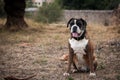 Boxer dog sitting looking at owner Royalty Free Stock Photo